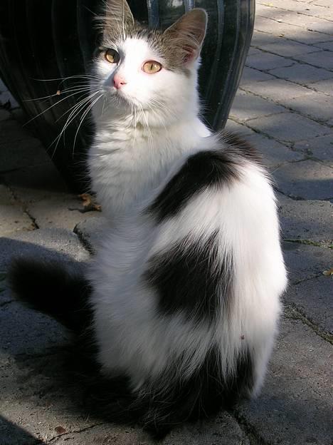 Blanding af racer Svupper i; -SOLGT billede 12