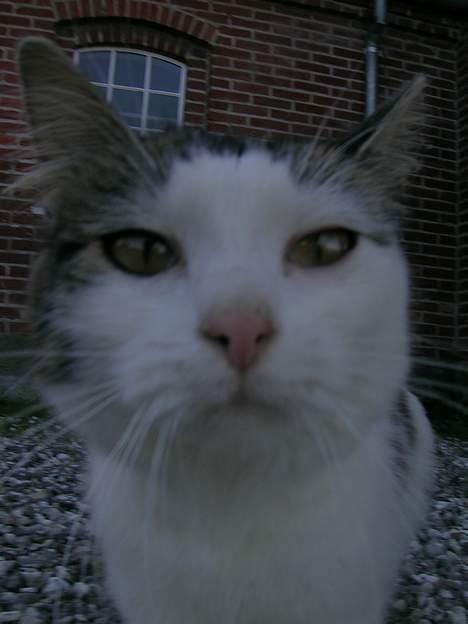 Blanding af racer Svupper i; -SOLGT billede 13