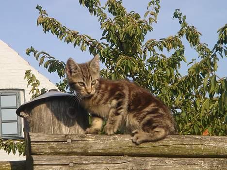 Huskat Marvin *DØD* - Hvor kan man se meget der oppe fra hva´! billede 5