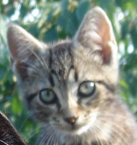 Huskat Marvin *DØD* - Dette billede kan man se hans dejlige hoved og hans M i panden. billede 6