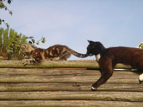 Huskat Marvin *DØD* - Hov, pas dog på din mor, din lille mide ;P billede 7