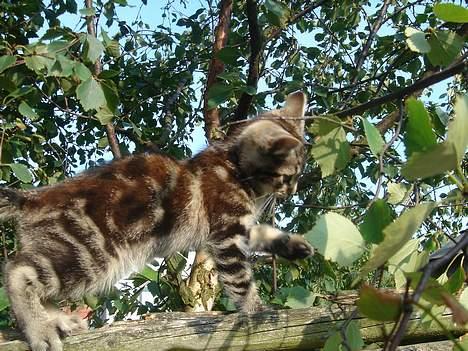 Huskat Marvin *DØD* - DØD TRÆ! billede 8