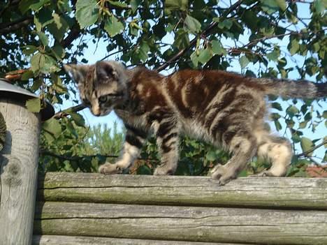 Huskat Marvin *DØD* - En lille tiger på spring. billede 9