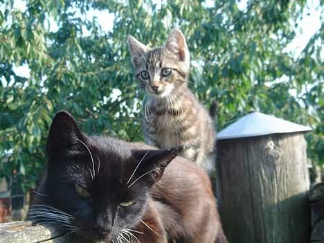 Huskat Marvin *DØD* - Ja her er så ved at hoppe over sin mor. Det er nu svært at skulle strække sig ca. en meter for at tage billeder af sin mis<3 Savner dig meget Marvin.! billede 10