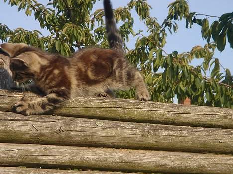 Huskat Marvin *DØD* - Så pas dog på, at du ikke falder ned du!! billede 11