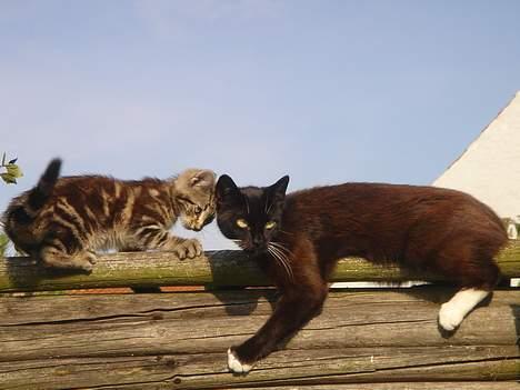 Huskat Marvin *DØD* - *BANG* Lige ind i mors hoved, hun vendte bare hovedet inden han ramte hende. billede 12