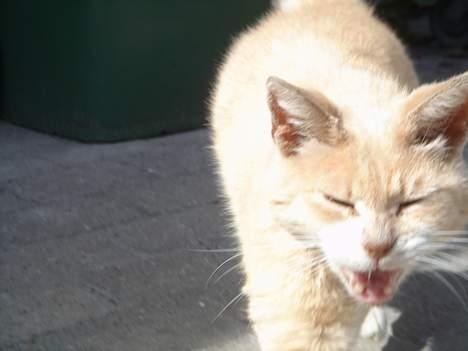 Huskat Sibastian *DØD* - SKRID ! billede 5