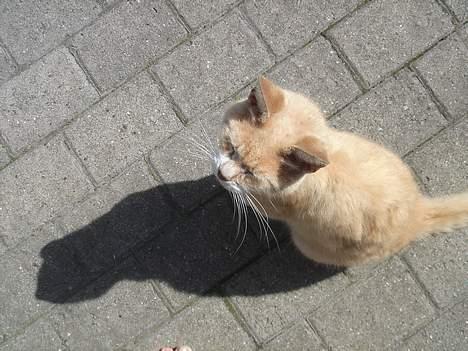 Huskat Sibastian *DØD* - Mis mis billede 6