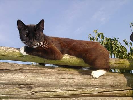 Huskat Ursula *DØD* - Ursula højt til vejrs :] billede 1