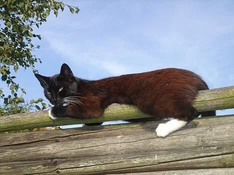 Huskat Ursula *DØD* - Hvad vil du ? billede 2