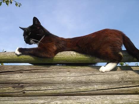 Huskat Ursula *DØD* - Hvem er det der kommer nu ? billede 3