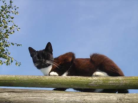 Huskat Ursula *DØD* - GUK GUK billede 4