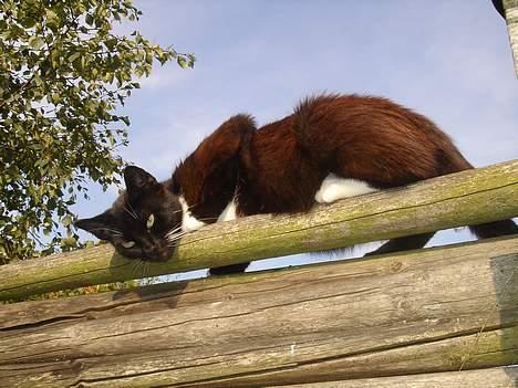 Huskat Ursula *DØD* - Kamaret elsker mig :P billede 5