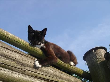 Huskat Ursula *DØD* - Hejsa billede 6