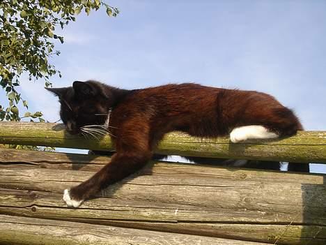 Huskat Ursula *DØD* - Du kan ikke fange mig billede 7