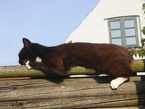 Huskat Ursula *DØD* - Hvor er jeg træt billede 8