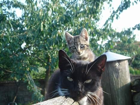 Huskat Ursula *DØD* - Ursula og hendes dreng som desværre er død nu :´( billede 9