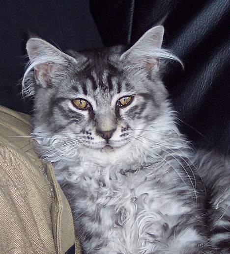 Maine Coon Scar - d.18-9-05 billede 1