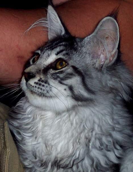 Maine Coon Scar - d.18-9-05 billede 2