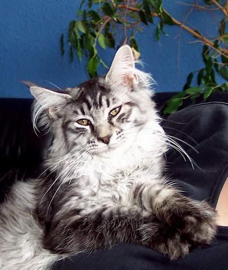 Maine Coon Scar - d.18-9-05 billede 3