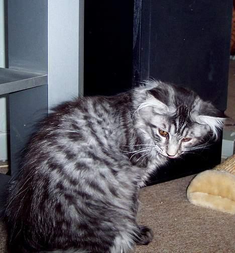 Maine Coon Scar - d.18-9-05 billede 4