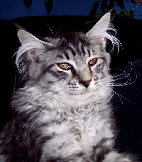 Maine Coon Scar - d.18-9-05 billede 5