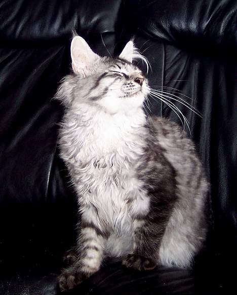 Maine Coon Scar - d.18-9-05 billede 6