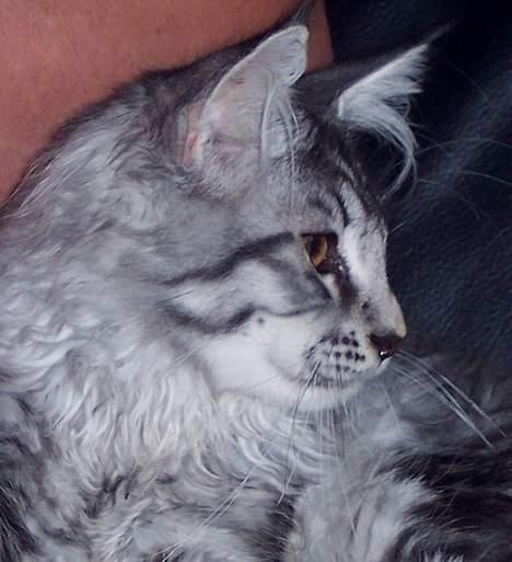Maine Coon Scar - d.18-9-05 billede 7