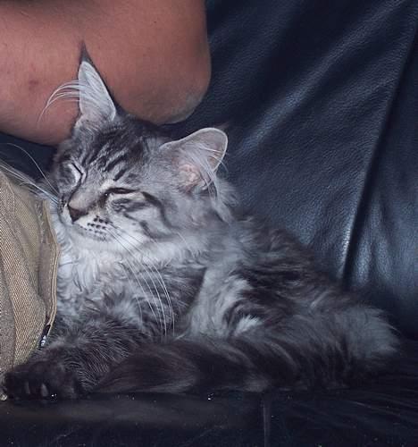 Maine Coon Scar - d.18-9-05 billede 8