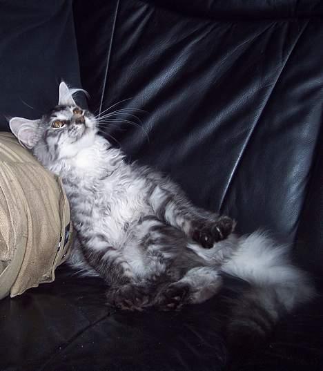 Maine Coon Scar - d.18-9-05 billede 9