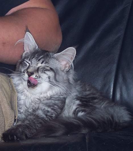 Maine Coon Scar billede 10