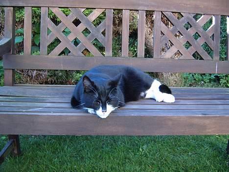 Blanding af racer Thomas - Det var vores mening at vi ville smide bænken ud, men det får vi ikke lov til, katten har overtaget den. billede 9