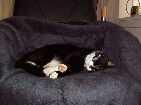 Blanding af racer Thomas - skal du have den bedste plads i husket, må du først flytte katten. Smil billede 10