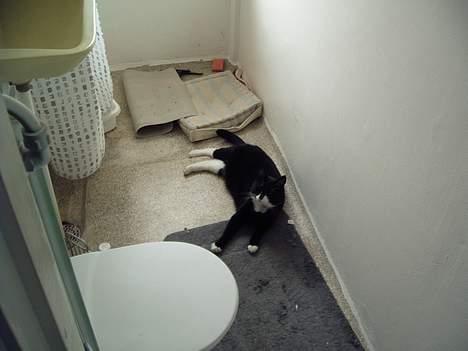 Blanding af racer Thomas - På en varm dag, er han altid at finde på det kølige gulv i badeværgelset billede 11