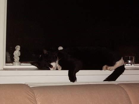 Blanding af racer Thomas - Ja han sover i vinduskarmen. Det gør han faktisk tit. billede 12