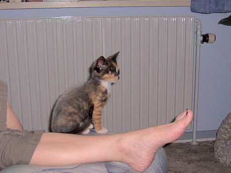 Blanding af racer Yasmin billede 12