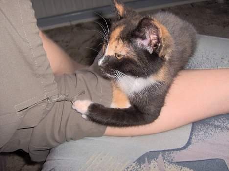 Blanding af racer Yasmin billede 13