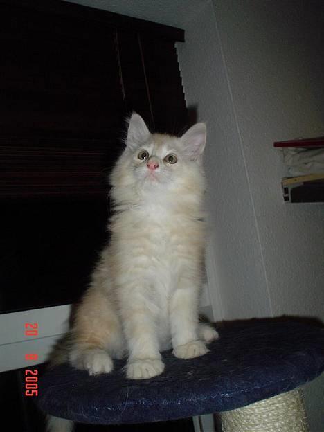 Maine Coon Oliver billede 5