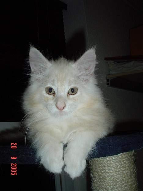 Maine Coon Oliver billede 6