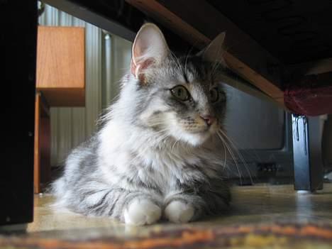 Norsk Skovkat Ellinor billede 9