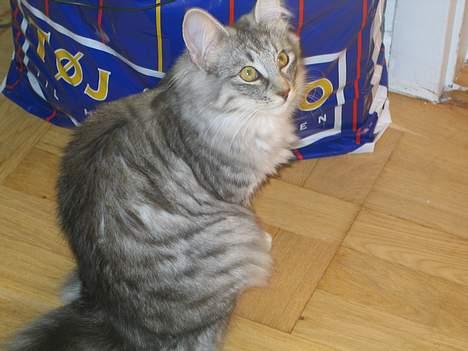 Norsk Skovkat Ellinor billede 10