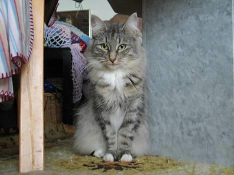 Norsk Skovkat Ellinor billede 11