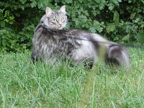 Norsk Skovkat Ellinor billede 13