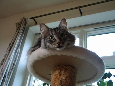 Norsk Skovkat Ellinor billede 14