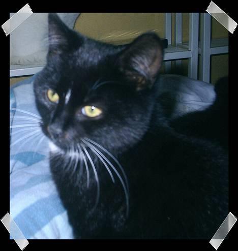 Huskat Neptun  - Jeg er da sød  billede 1