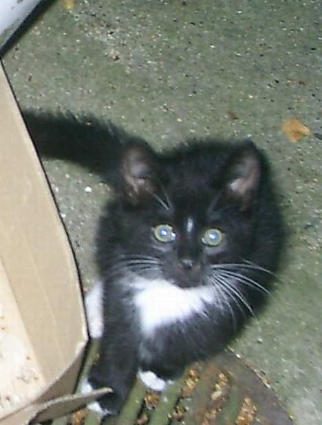 Huskat Neptun  billede 2