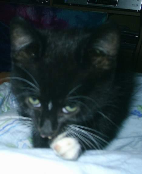 Huskat Neptun  billede 3