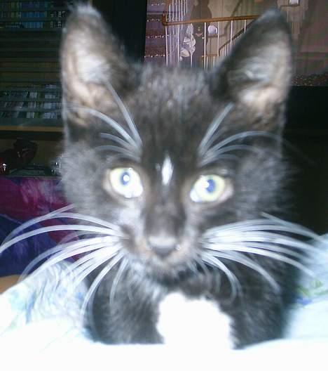 Huskat Neptun  billede 4