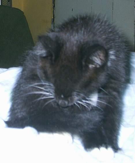 Huskat Neptun  billede 5