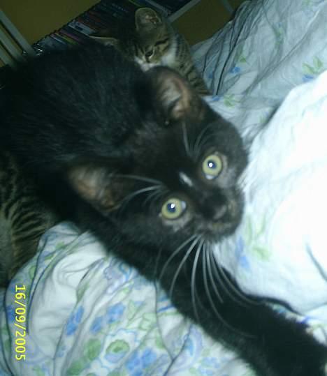 Huskat Neptun  billede 6